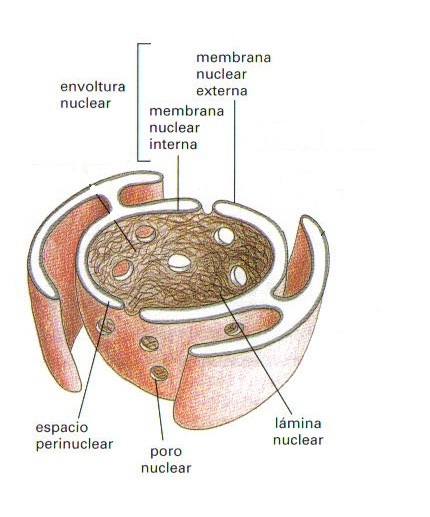 2.3.7.- Núcleo celular El núcleo es un orgánulo membranoso característico de las células eucariotas, que permite la compartimentalización del material genético (ADN).