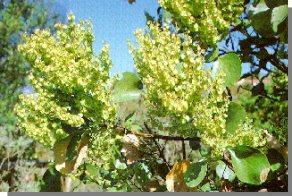 Acebuche - Olea europaea cerasiformis (La subespecie es endémica de Canarias; está presente en todas las islas pero es en Gran Canaria donde mejor representada está) Drago - Dracaena drago