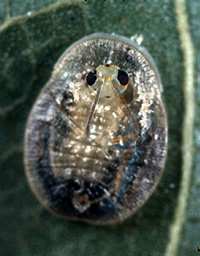 podemos definir, parasitoides de huevo, parasitoides de larva, parasitoides de pupa y parasitoides de adultos.