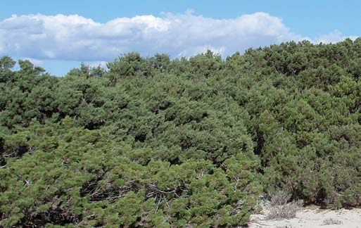 Formentera Ceratonia siliqua 2,73 2,73 2,73 2,73 Juniperus phoenicea 68,2 68,2 68,2 68,2 Olea europaea 1,9 1,9 1,9 1,9 Pinus halepensis 27,35 27,35 27,35 27,35 Distribución de las existencias por