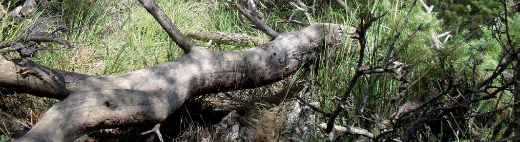 CUARTO INVENTARIO FORESTAL NACIONAL Porcentaje del volumen de madera muerta por especie respecto al volumen total de madera muerta 8 7 Volumen de madera muerta (%) 6 5 4 3 2 1 Pinus halepensis