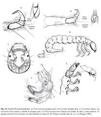 Descripción de los principales órdenes de macroinvertebrados comunes a) Ephemeroptera: Las ninfas de Ephemeroptera viven por lo regular en aguas corrientes, limpias y bien oxigenadas; sólo algunas
