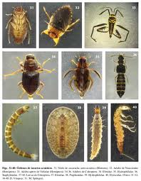 Figura 3: Orden Trichoptera d) Coleoptera: La mayoría de Coleoptera acuáticos viven en aguas continentales lóticas y lénticas.