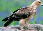 Una especie única Área de reproducción Mapa de distribución del águila imperial ibérica José Luis Rodríguez Su plumaje atraviesa distintas fases de coloración hasta que adquiere su aspecto