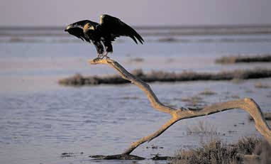 Alzando el vuelo El águila imperial ibérica es la rapaz más amenazada de Europa.