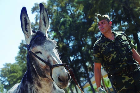 [ reportaje ] donde se desplazan varios suboficiales del Centro para que los ganaderos de la zona puedan utilizar el servicio de los sementales», explica el teniente coronel Gómez Pascual.