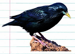 Nombre común: Colirrojo tizón Nombre científico: Phoenicurus ochruros Curiosidades: Se trata de un ave de color negro con una cola de tono rojizo-anaranjado en los machos, en primavera; en hembras e