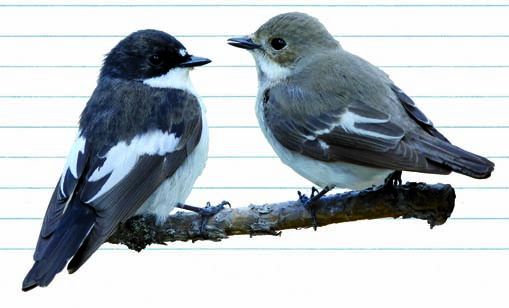 Nombre común: Cogujada común Nombre científico: Galerida cristata Curiosidades: La hembra y el macho no presentan plumajes diferenciados.