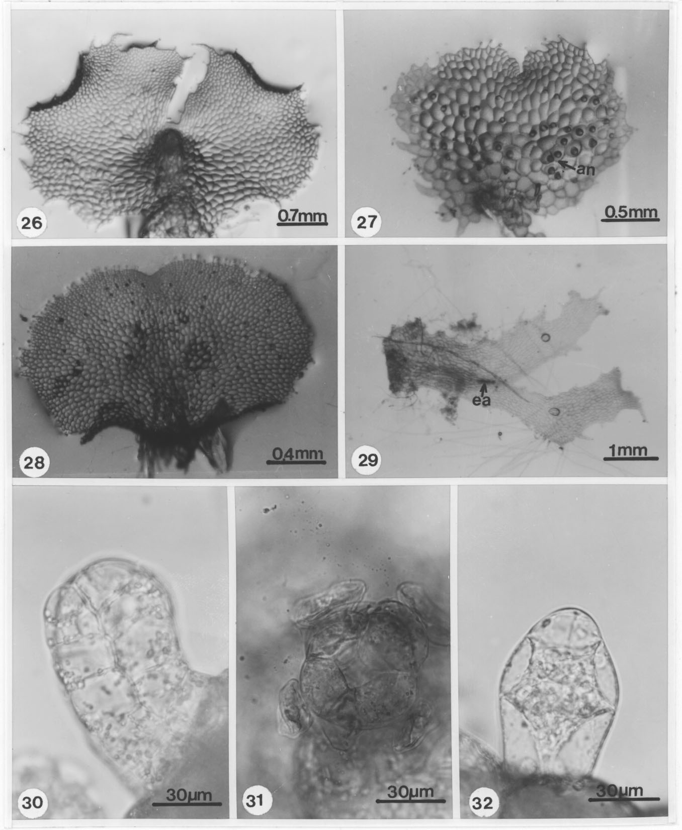 76 REVISTA DE BIOLOGÍA TROPICAL Figs. 26-32. Fase adulta y gametangios de Dryopteris spp. 26. Protalo, D. munchii (61 días). 27. Protalo masculino, D. munchii (61 días). 28. Protalo cordiforme, D.