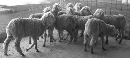 Lo interesante del cordero pesado es que es una categoría de animal joven y por lo tanto produce un vellón de lana fina y de muy buena calidad.