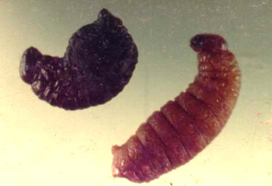 remonta a siglos anteriores y se consideran biorreguladores efectivos en climas cálidos. En Cuba se presentan en numerosas localidades (Broche et al., 1990). En larvas de P.