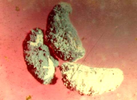 Entomopatógenos.- Los hongos se presentan de manera frecuente en los estadios subterráneos de picudos.