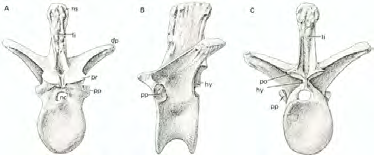 Dinosaurios carnívoros: terópodos Dientes aplastados, curvados Hacía posterior y con dentículos Cuello en forma de S