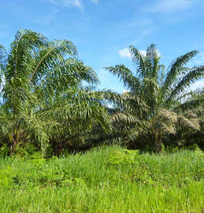 20 21 47 792,414 de dólares FOB fueron los ingresos por exportaciones de aceite crudo de palma, al mercado colombiano se despachó por US$ 25 millones.