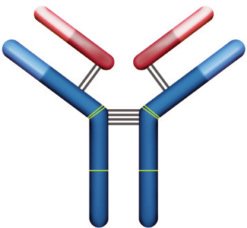 La proteína monoclonal es una inmunoglobulina o un fragmento/ componente de una inmunoglobulina. La figura 3 representa la estructura de una inmunoglobulina normal.