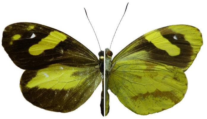 5 6 7 8 Lamina 2: Mariposas (Lepidotera: Papilionoidea) colectadas en Venecia (Cundinamarca, Colombia). Fg 5. Codatractus aminias (Hewitson, 1867).