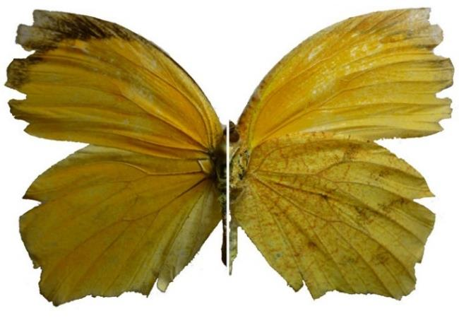 9 10 11 12 Lamina 3: Colombia). Mariposas (Lepidotera: Papilionoidea) colectadas en Venecia (Cundinamarca, Fg 9. Phoebis neocypris rurina (C. Felder & R. Felder, 1861).
