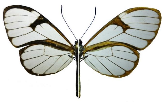 25 26 27 28 Lamina 7: Mariposas (Lepidotera: Papilionoidea) colectadas en Venecia (Cundinamarca, Colombia). Fg 25. Oleria makrena (Hewitson, 1854).