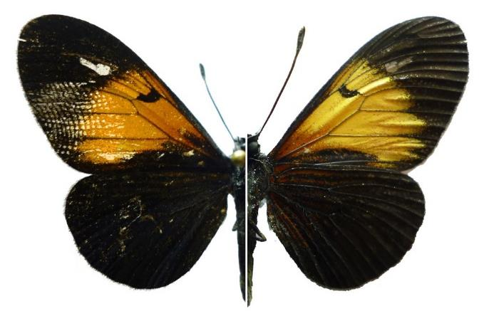 29 30 31 32 Lamina 8: Mariposas (Lepidotera: Papilionoidea) colectadas en Venecia (Cundinamarca, Colombia). Fg 29. Greta andromica (Hewitson, [1855]).