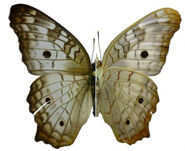 37 38 39 40 Lamina 10: Mariposas (Lepidotera: Papilionoidea) colectadas en Venecia (Cundinamarca, Colombia). Fg 37. Marpesia zerynthia Hübner, [1823].