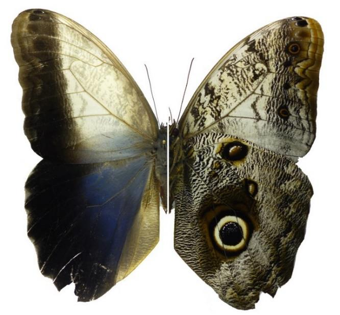 50 49 51 52 Lamina 13: Mariposas (Lepidotera: Papilionoidea) colectadas en Venecia (Cundinamarca, Colombia). Fg 49. Oxeoschistus simplex A. Butler, 1868.