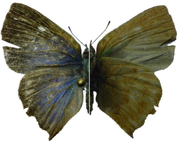 53 54 55 56 Lamina 14: Mariposas (Lepidotera: Papilionoidea) colectadas en Venecia (Cundinamarca, Colombia). Fg 53. Oressinoma typhla E. Doubleday, [1849].