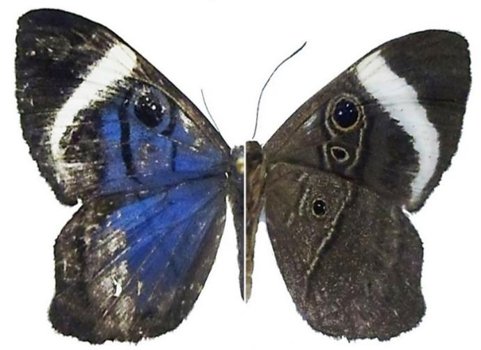 57 58 59 Lamina 15: Mariposas (Lepidotera: Papilionoidea) colectadas en Venecia (Cundinamarca, Colombia). Fg 57. Hemiargus hanno bogotana Draudt, 1921.
