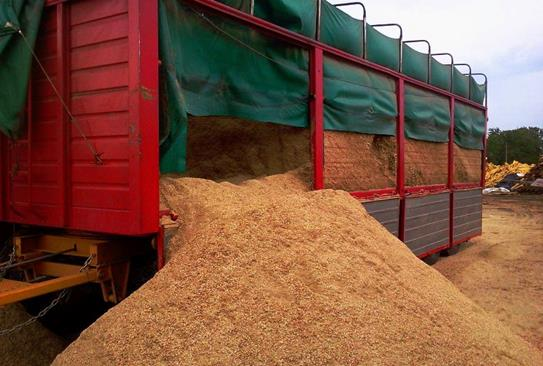 La biomasa y el desarrollo sustentable La biomasa es un combustible renovable derivado principalmente de residuos y subproductos forestales e industriales.