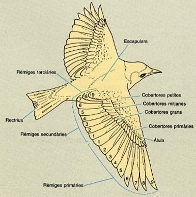1)Quines adaptacions tenen les aus que els permeten poder volar? Tenir la pell coberta de plomes. Tenir les extremitats davanteres en forma d'ales. Tenir un esquelet lleuger, amb ossos prims i buits.