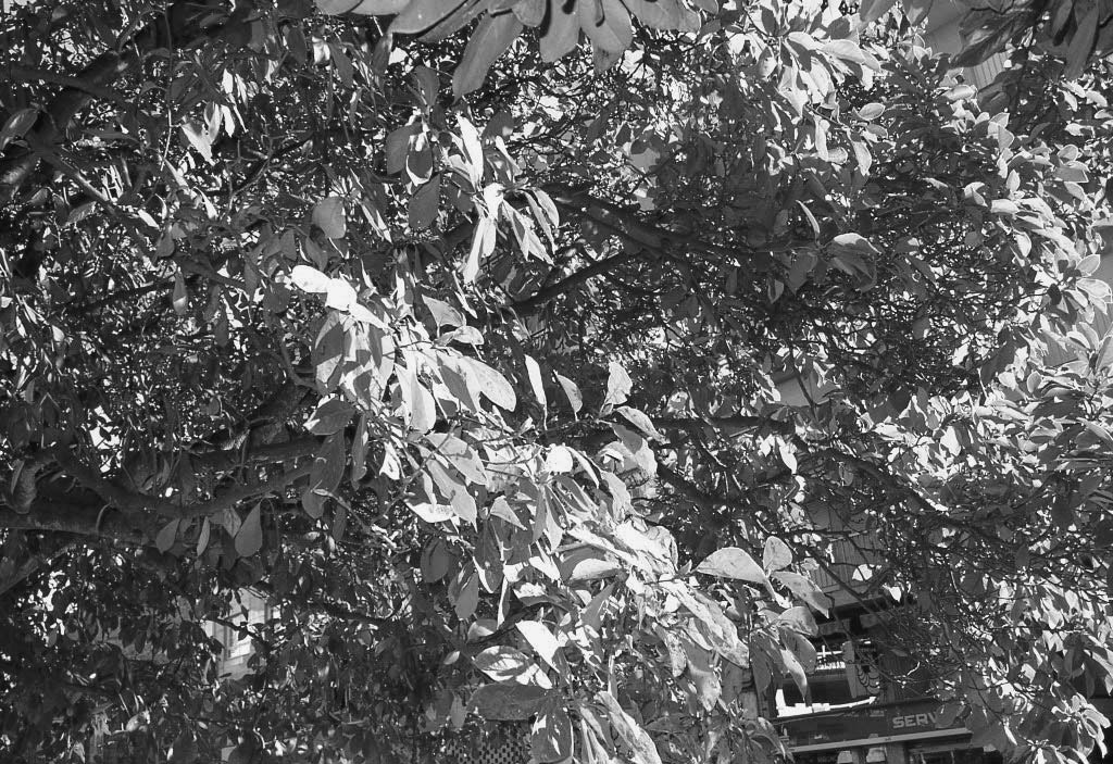 01 INVENTARIO DE 10/6/04 11:11 Página 31 Magnolia x soulangeana L. Árbol de los tulipanes. Magnolio. FAMILIA: Magnoliaceae. GÉNERO: Magnolia. Comprende alrededor de 80 especies.
