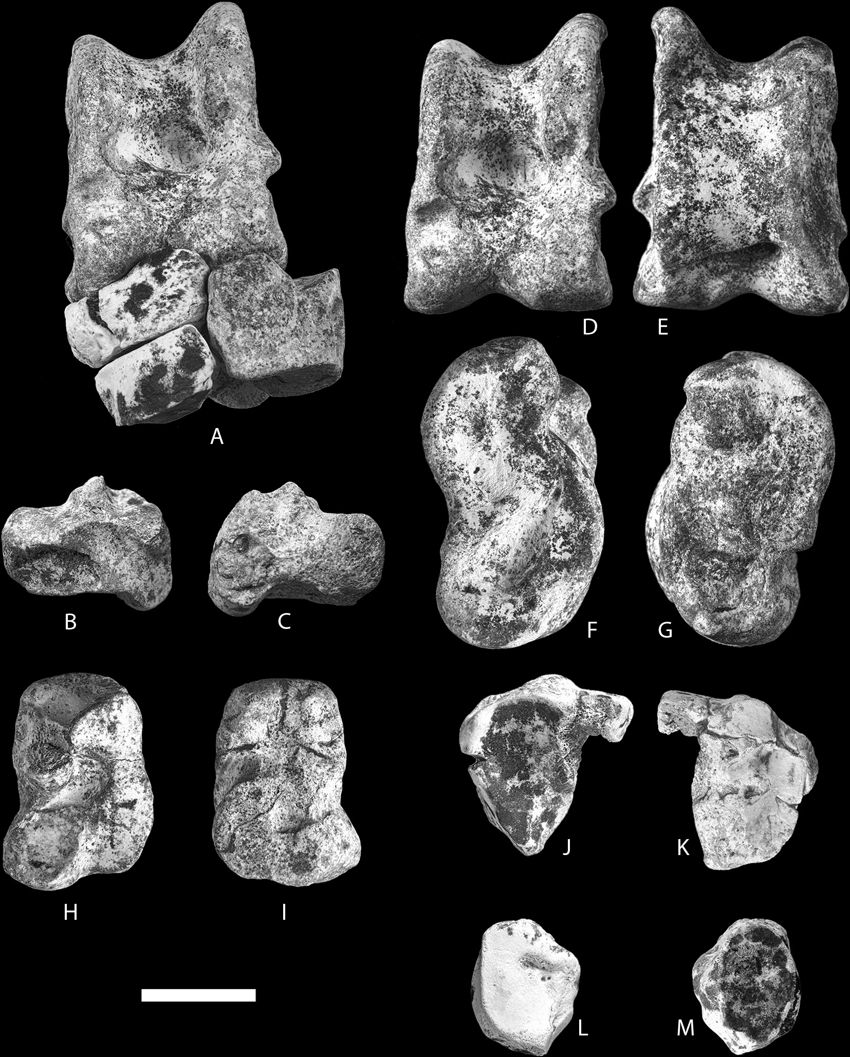 36 REVISTA GEOLÓGICA DE AMÉRICA CENTRAL Fi. 2: Palaeolama mirifica (Simpson, 1929).: A. vista anterior del tarso izquierdo; CF-5772 = maléolo en vistas: B. lateral y C.