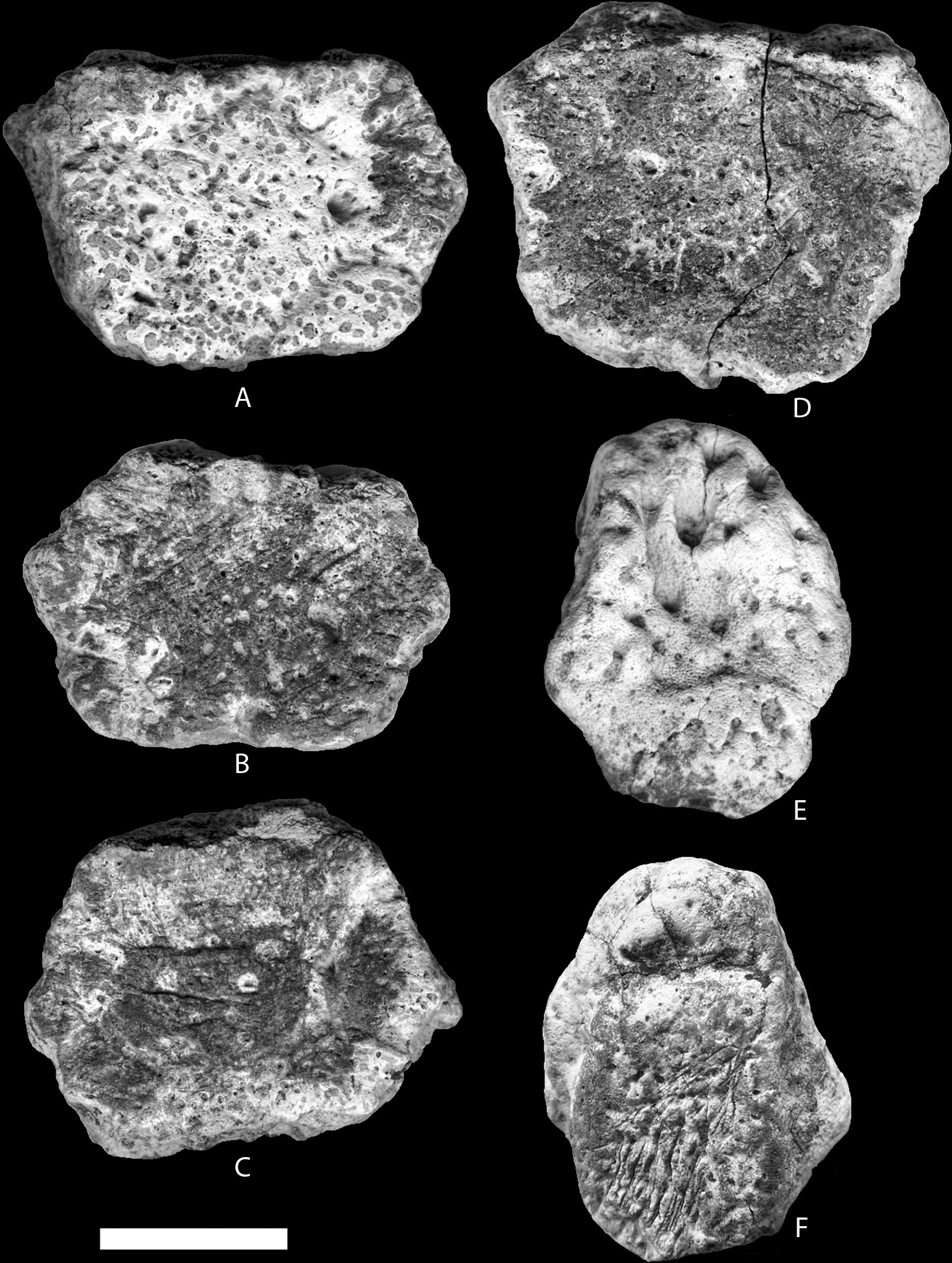 40 REVISTA GEOLÓGICA DE AMÉRICA CENTRAL Fig. 4: Osteodermos de Glyptotherium aff. G. arizonae: A.