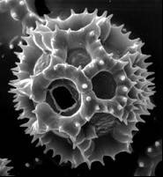 Microfotografía de un grano de polen de diente de león Taraxacum officinale LA POLINOSIS Y EL ARBOLADO URBANO El arbolado de los espacios urbanos cumple con varias funciones que exceden el valor
