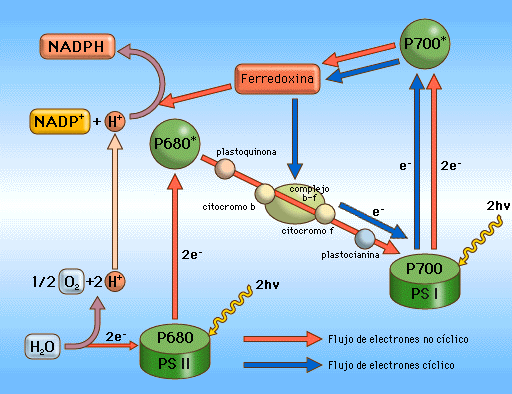 Fotosistema I: capta luz de 700 nm. La antena está constituida por clorofilas a, b y carotenos. La clorofila diana es un dímero de clorofila a I que absorbe a 700 nm, antes conocida como P700.