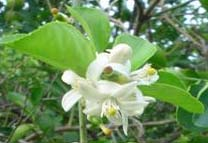 Intensidad de brotación vegetativa y floral de Citrus latifolia Tan, con ácido 2-cloroetilfosfónico y urea, en Yucatán.