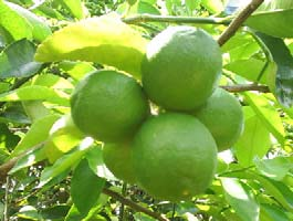 Rendimiento, amarre, número y peso de fruto de Citrus latifolia Tan, con ácido 2-cloroetilfosfónico y urea, en Yucatán.
