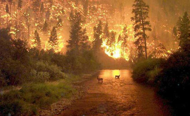 Modelos de combustible Clasificar los ecosistemas forestales según su forma de arder según una serie de modelos.