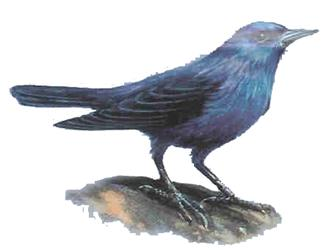 ROQUERO SOLITARIO Monticola solitarius Se le puede encontrar en zonas rocosas, secas y soleadas. Oscuro, con buena luz se puede apreciar el tono azul intenso de los machos.
