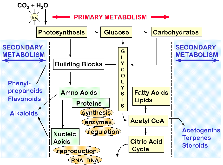 Principis actius, metabolisme 1 ari 2 ari