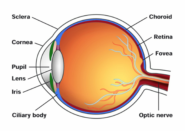 Fisiología del ojo 1 2 7 1.Esclerótica 8 9 3 2.Córnea 3.Pupila 4.Cristalino 5.Iris 6.Cuerpo ciliar 4 7.