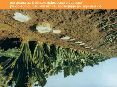 Prácticamente en la totalidad de la superficie remolachera se usa semilla pildorada y tratada con insecticidas y fungicidas. El promedio de jornadas hombre por hectáreas se redujo de 32 a sólo 3.