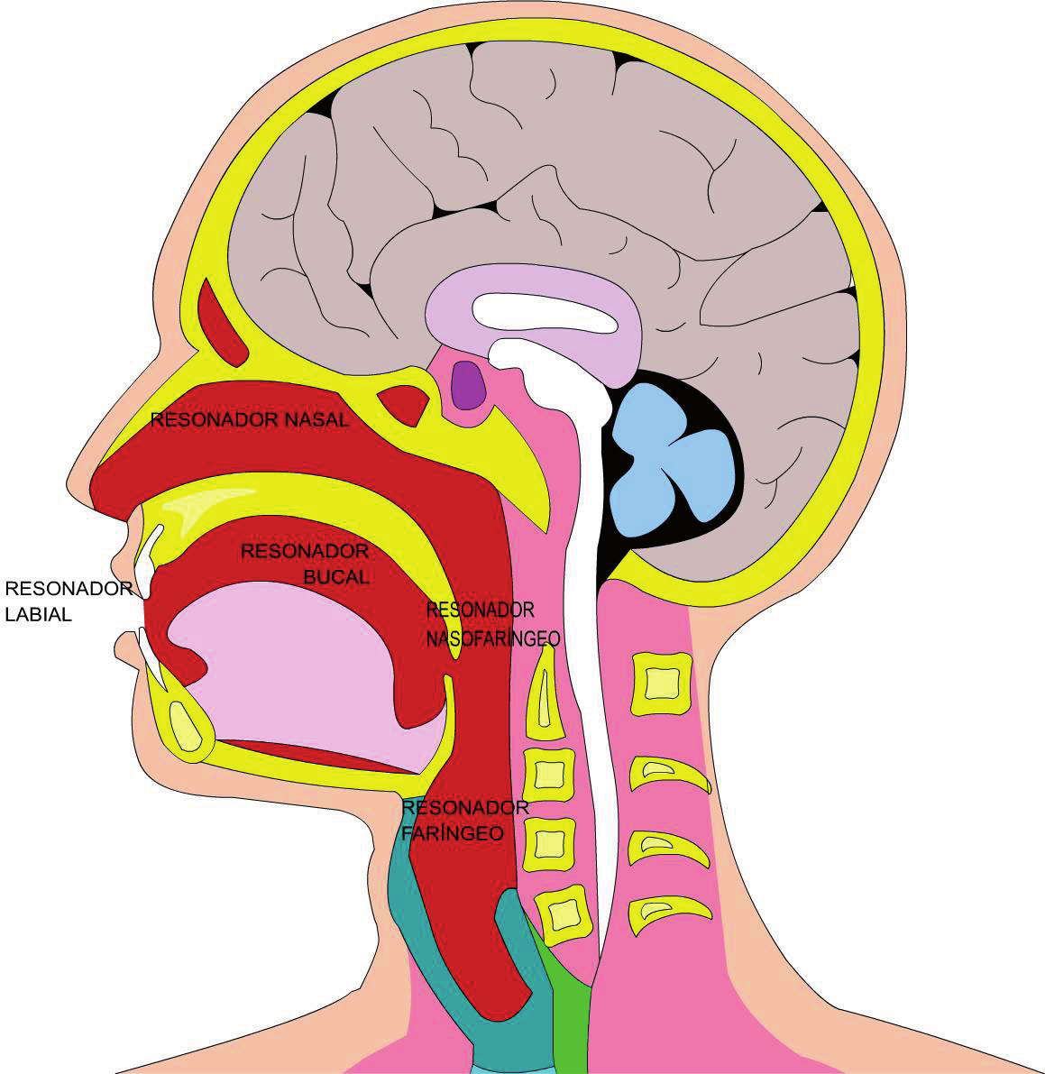 2. LARINGE. La es el órgano donde se produce la voz, contiene las cuerdas vocales. Es la estructura que remata la tráquea. Tiene cuatro cartílagos: el tiroides.
