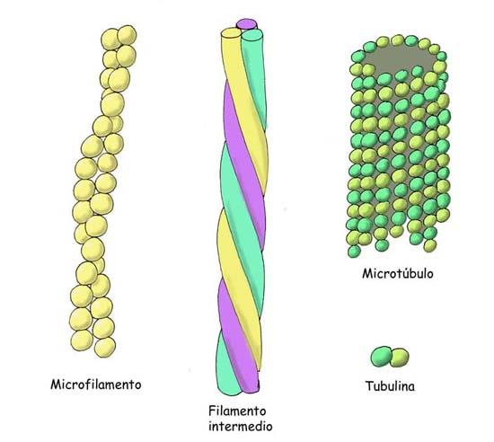 Los filamentos que forman el CITOESQUELETO son: Microfilamentos: polímeros de una proteína, la actina, agrupados en hélices dobles y formando haces y redes por todo el citoplasma, aunque más