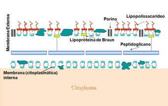 Estos antígenos se encuentran formando parte de las paredes celulares de los microorganismos, localizados de la manera siguiente: Peptidoglicanos (PG): En las paredes celulares de las bacterias Gram