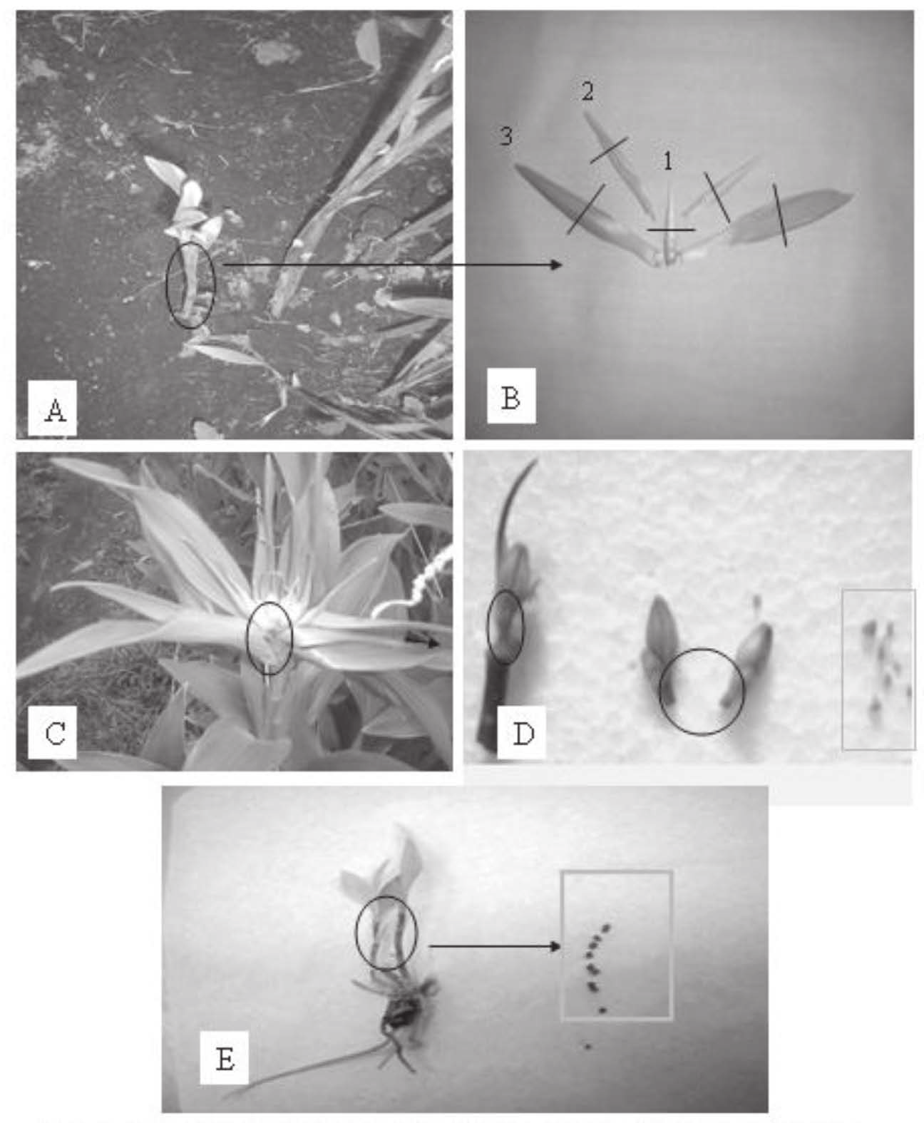 Figura 1. Tipos de explantes utilizados en la inducción de embriogénesis somática en Alstroemeria genotipo AAZ59.