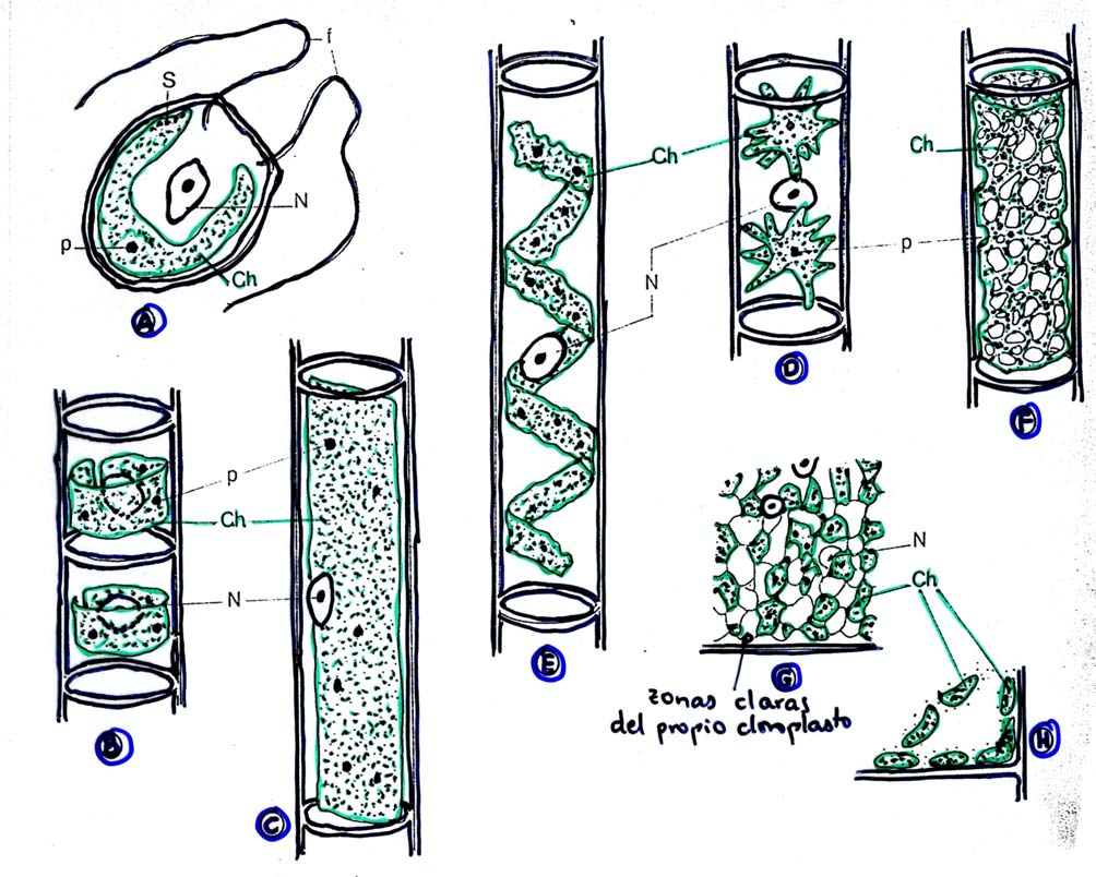 Cloroplastos de algas Ch: Cloroplasto p: Pirenoide N: Núcleo f: Flagelo A. Chlamydomonas E.