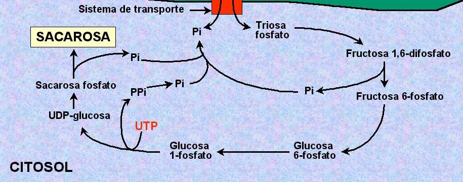 Síntesis de sacarosa CLOROPLASTO Fructosa-6-P Fructosa - bisfosfatasa Sacarosa- P-sintasa Sacarosa - P- fosfatasa
