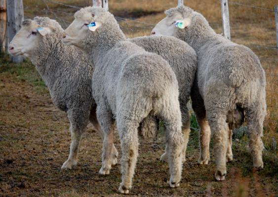 Rompiendo paradigmas Folleto del Departamento de Agricultura de Australia del Oeste describe a la oveja Merino