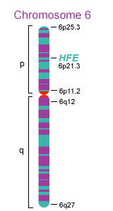 Gen HFE C G (nt 187) H63D G A (nt 845) C282Y 5 3 A T (nt 193) 
