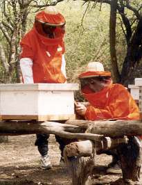Algunas recomendaciones: No pongamos las colmenas exactamente iguales en hileras, pues la abeja se puede desorientar y tarda más en llegar a su colmena.